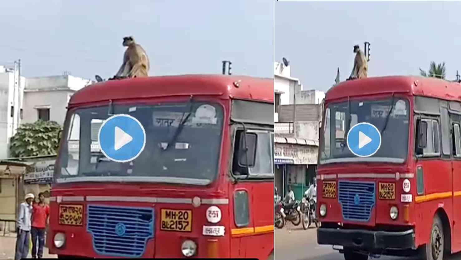 Viral Video Monkey St Bus
